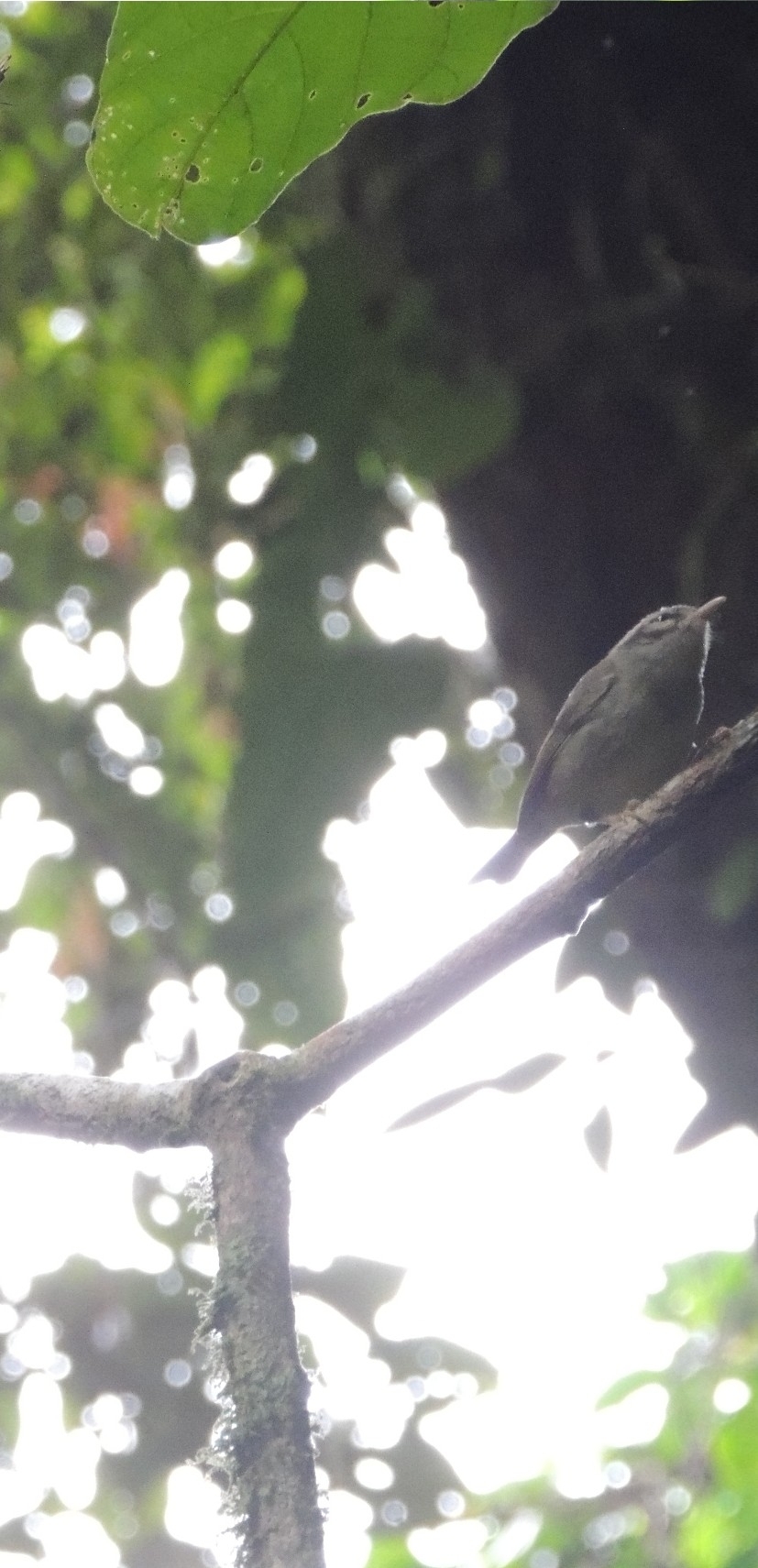 Black-eared Warbler (Basileuterus melanotis), photo 3