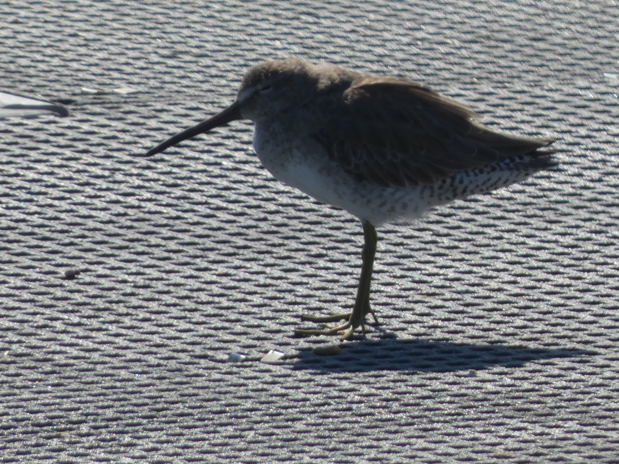 Short-billed Dowitcher (Limnodromus griseus), photo 10