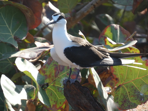 Sooty Tern (Onychoprion fuscatus), photo 4