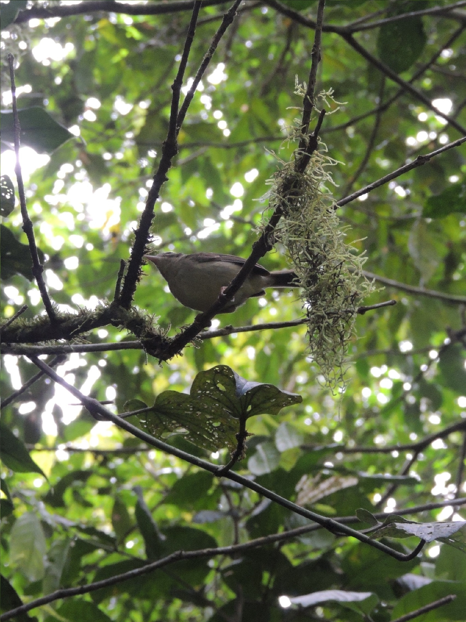 Black-eared Warbler (Basileuterus melanotis), photo 4