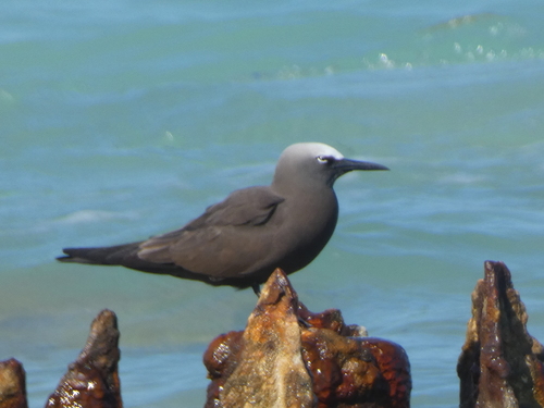 Brown Noddy (Anous stolidus), photo 5