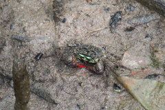 Parasesarma