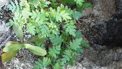 Eucrypta chrysanthemifolia bipinnatifida