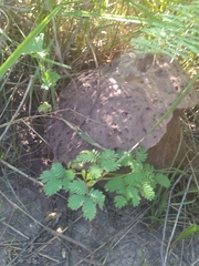 Calvatia