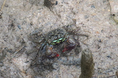 Parasesarma