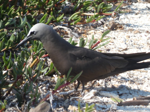 Brown Noddy (Anous stolidus), photo 6