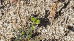 Cryptantha cycloptera
