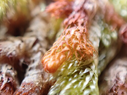 Pacific Fuzzwort (Ptilidium californicum)
