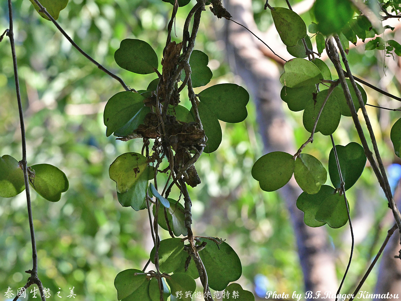 Hoya leaves and stem detail