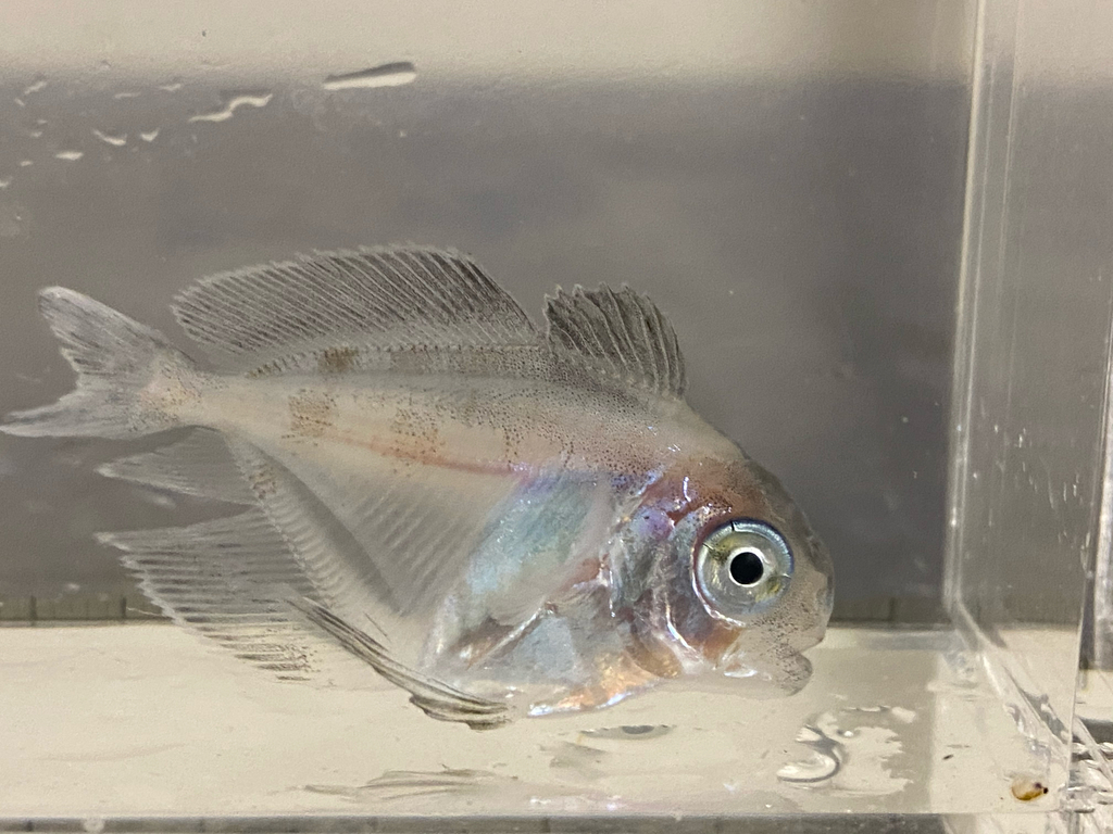 Blackrag (Psenes pellucidus) — Nomeidae