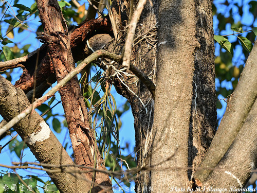 Foto de Orquídea-rabo-de-raposa