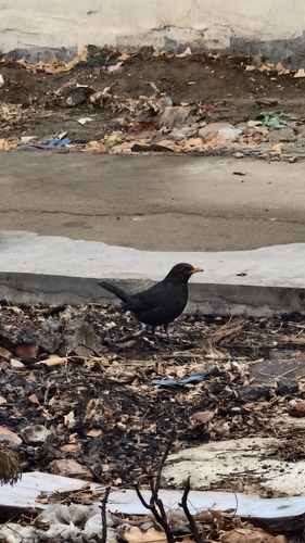 Chinese Blackbird