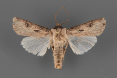 Agrotis malefida