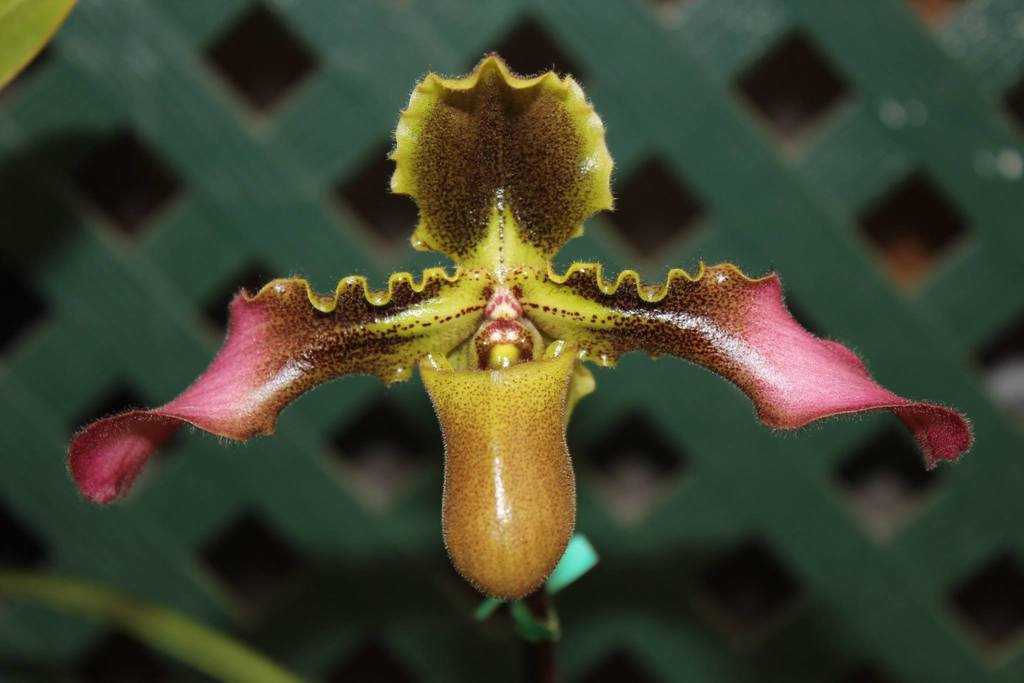 Paphiopedilum