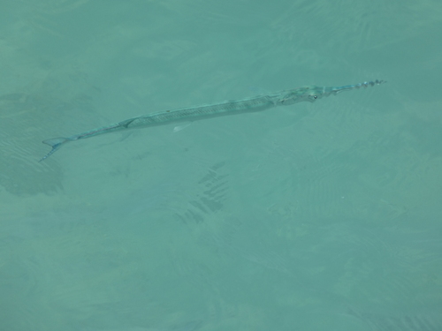 Tylosurus crocodilus