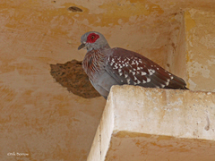 Columba guinea guinea