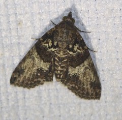 Lophoptera hemithyris