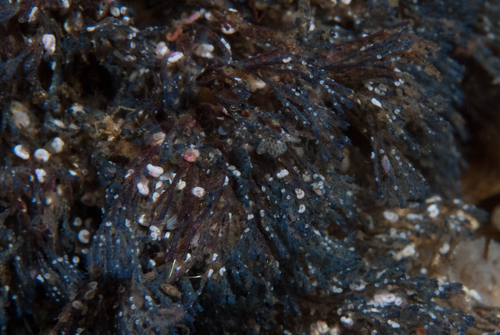 Virididentula dentata observed 2026-02-17