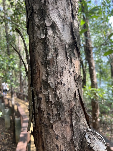 cedar mangrove (Xylocarpus moluccensis)