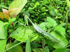 Macromantis nicaraguae