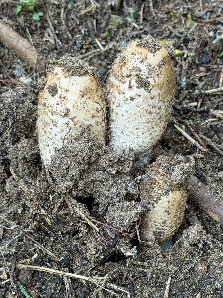 Coprinus comatus · February 2026 · photo: © biodiversian (iNaturalist, cc-by)