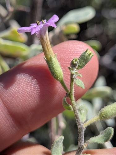 Lycium fremontii