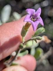 Lycium fremontii, photograph (c) Abraham Sánchez Romero, some rights reserved (CC BY)