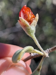 Lycium fremontii, photograph (c) Abraham Sánchez Romero, some rights reserved (CC BY)