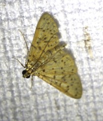Conogethes punctiferalis