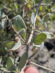 Lycium fremontii, photograph (c) Abraham Sánchez Romero, some rights reserved (CC BY)
