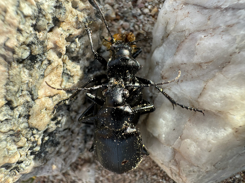 Calosoma parvicolle photo 2