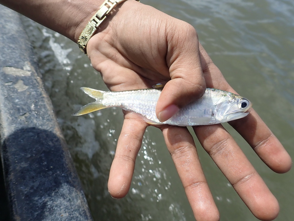 Atlantische sardienansjovis (Cetengraulis edentulus) — Engraulidae