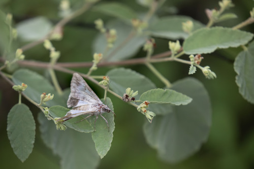 sleepy morning (Waltheria ovata)