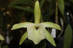 Rhyncholaelia glauca