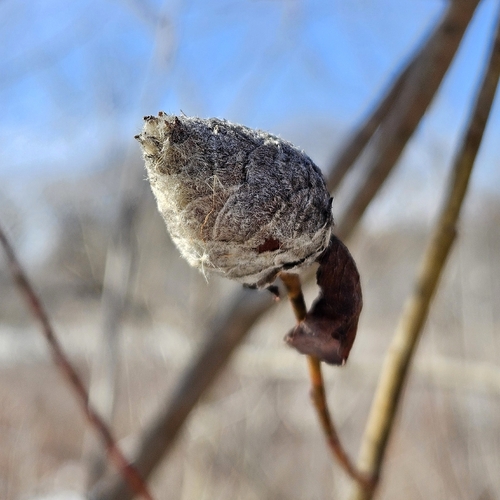 Unknown species found near Bald Mountain SRA, Oakland County, MI, USA