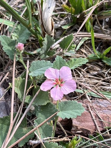 Krapovickasia flavescens