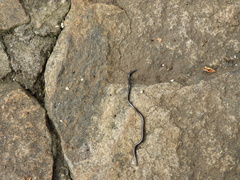 Leptotyphlops scutifrons