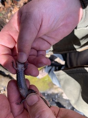 Desmognathus fuscus
