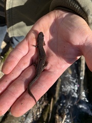 Desmognathus fuscus