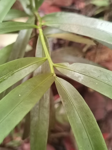 Podocarpus guatemalensis, photograph 4