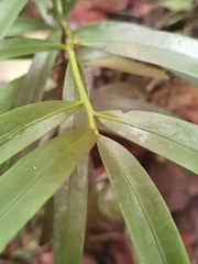 Podocarpus guatemalensis, photograph (c) Eduardo Chacón Madrigal, some rights reserved (CC BY)