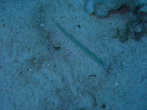 Gunnellichthys monostigma observed 2026-02-27