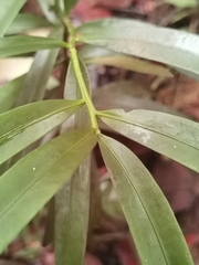 Podocarpus guatemalensis, photograph (c) Eduardo Chacón Madrigal, some rights reserved (CC BY)