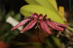 Bulbophyllum longiflorum