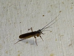 Mantoida maya