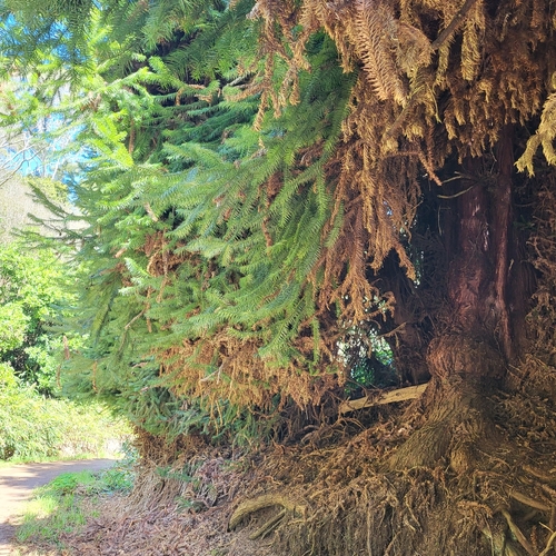 Cunninghamia lanceolata observed 2026-02-16