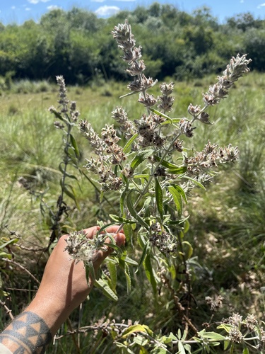 Buddleja grandiflora