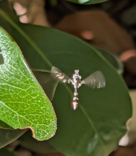 Unknown species found near Corona, CA, USA