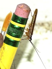 Mantoida maya