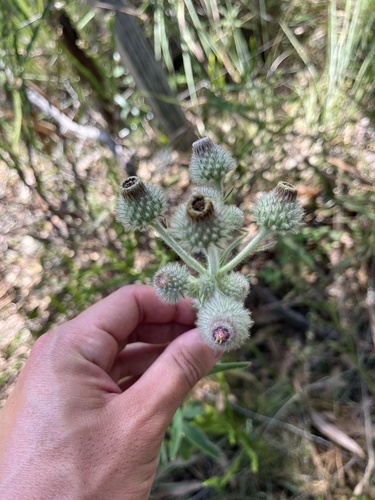Stenachaenium macrocephalum